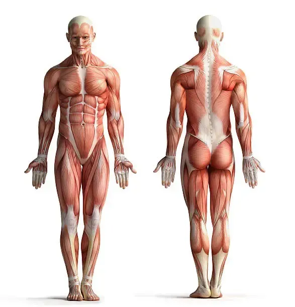 gym for beginners.webp